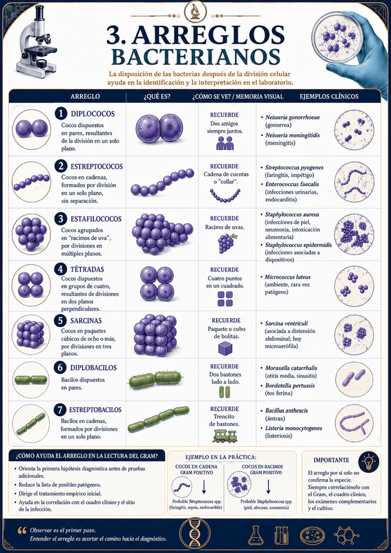 Arreglos bacterianos